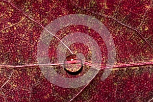 Water drop on a red aspen leaf