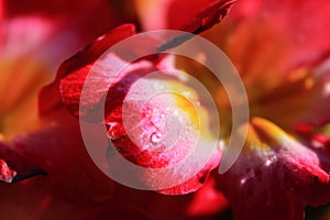 Water drop on Red Primrose Flower with Yellow Center close up photo