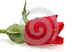 Water drop and red rose isolated