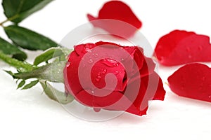 Water drop and red rose isolated