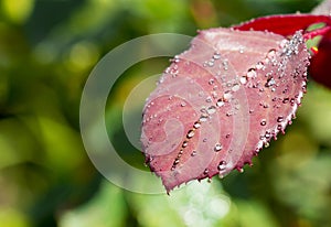 Water drop on red rose leaf after rain