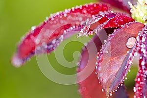 Water drop on red rose leaf after rain