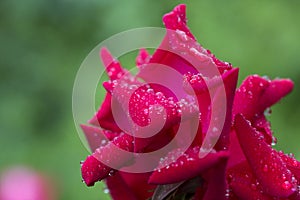 Water drop on red rose leaf after rain
