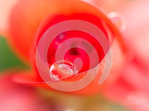 Water Drop on The Red Rose Petal
