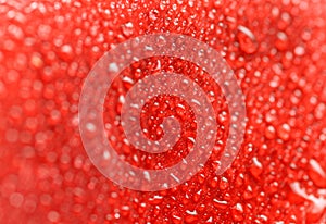 Water drop on red rose petal.