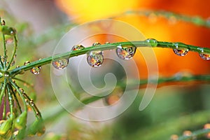 Water drop reflection flowers nature
