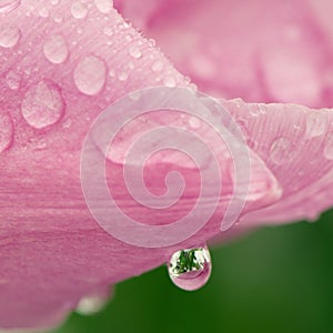 Water drop with reflection on a pink tulip