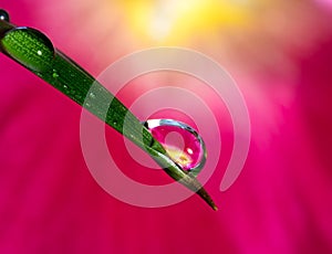 Water drop refraction photography with water droplets on the surface of palm tree leaf and pink hollyhock Alcea rosea as a