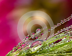 Water drop refraction photography with water droplets attached to young grain ear and pink hollyhock Alcea rosea as a subject