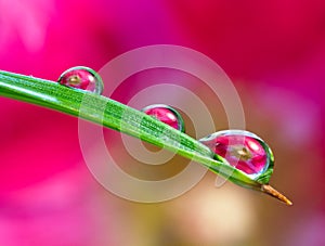 Water drop refraction photography with water droplets on the surface of palm tree leaf and pink hollyhock Alcea rosea as a