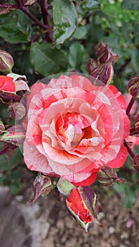 Water drop on rose flower