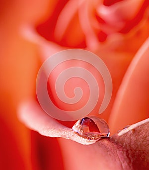 Water Drop on a Rose Petal