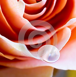 Water Drop on a Rose Petal