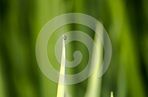 water drop single on grass top leaf paddy rice green background
