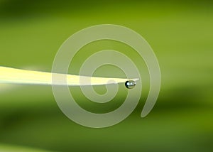 water drop single on grass top leaf paddy rice green background