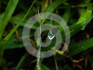 Water drop on a spider web, morning scenery
