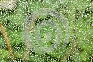 Rain drop pattern close-up on spider web