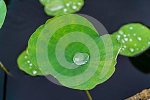 Water drop and stow on colocasia esculenta big green leaf
