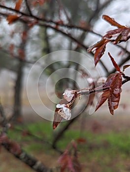 Water drop on tiny tree bud in the rain and fog