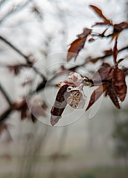 Water drop on tiny tree bud in the rain and fog