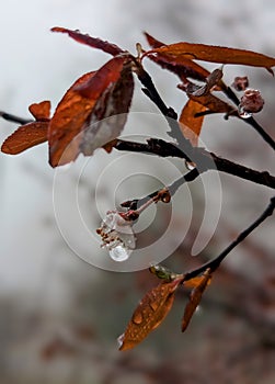 Water drop on tiny tree bud in the rain and fog