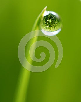 Water drop on tip of grass