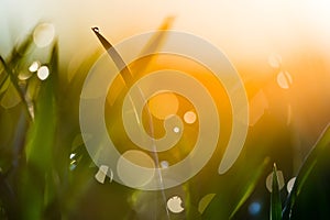 Water drop on the top of grass leaf in the sunlight