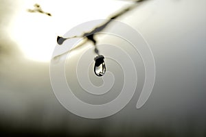 A water drop in a tree branch of Oiartzun, Vasque Country, Spain