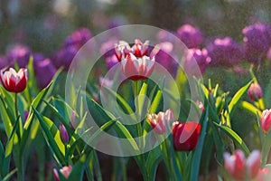 Water drop on tulip's in garden background