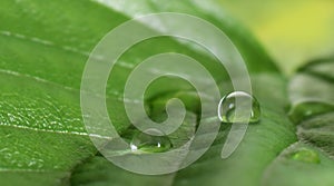 Water drop on veiny green leaf