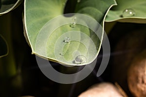 water drop water on leaf rain green spring fresh