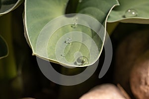 water drop water on leaf rain green spring fresh