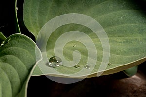 water drop water on leaf rain green spring fresh