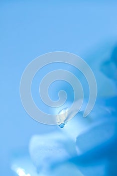 Water Drop On White Rose Petal