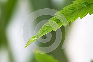 Water Drop on Young Green Leaf Cannabis