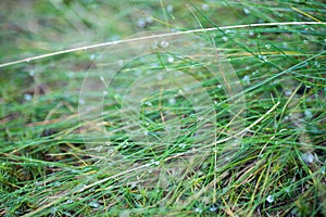 Water dropd on grass macro selective focus