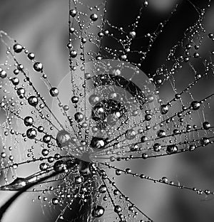 Water droplate on dandelion seed - black and white