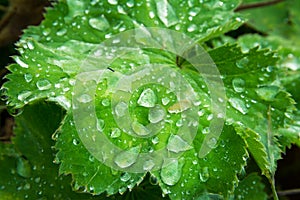 Water Droplet Bright Green Leaf Macro Shrub Ground Plant Organic