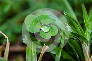 Water droplet on a clower leaf