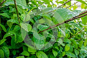 Water droplet on dark green foliage, rain drop on leaf nature ba