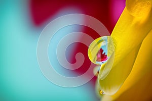 Water droplet on Gerbera Daisy flower