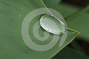 Water droplet on a green leaf edge