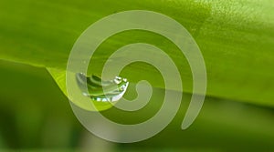 Water Droplet on Green Stem