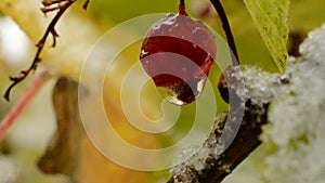 Water droplet hanging from single red redcurrant berry in autumn with snow macro