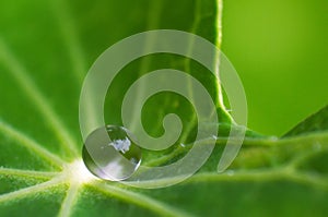 Water droplet on a leaf