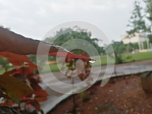 water droplet on leaf - rain droplets on leaf tip