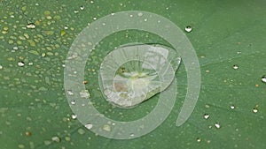 Water droplet on lotus leaf