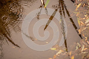 Water droplet making ripples in pond with leaves