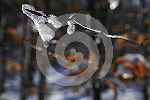 Water droplet off melting snow