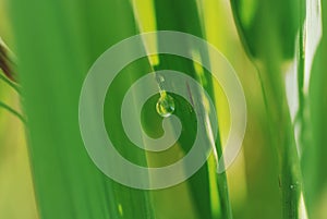 Water droplet on paddy leaf with blurry bbackground